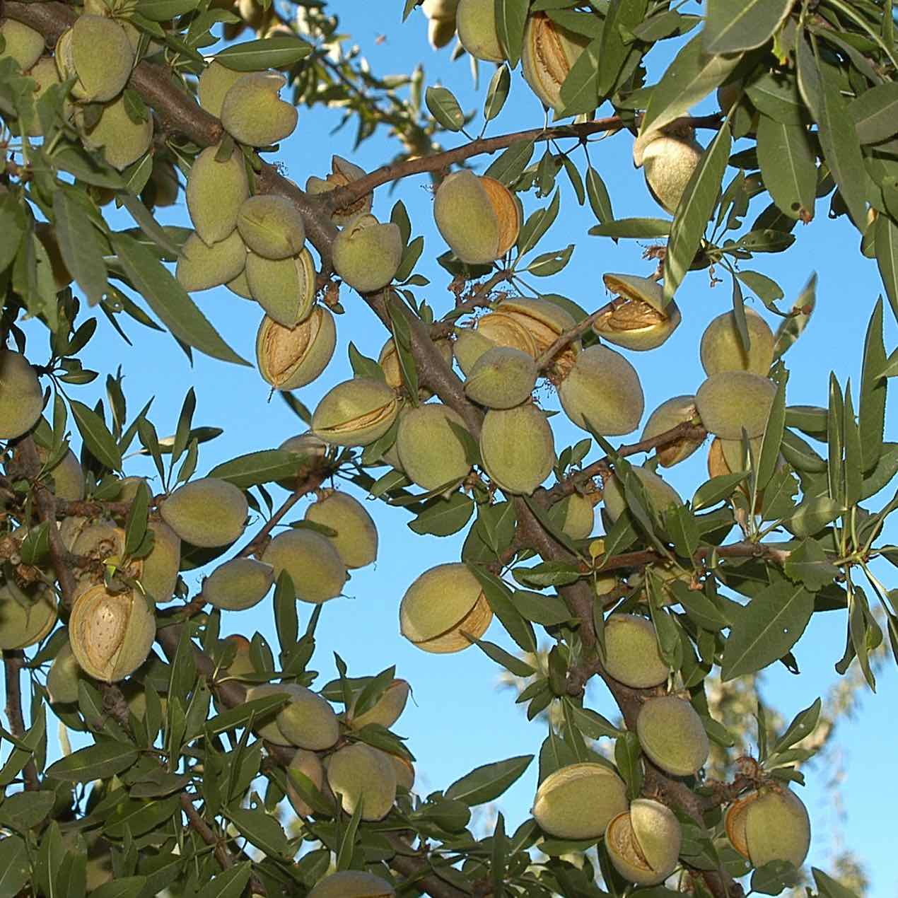 Granny Smith Apple Tree » Store » Tomorrow's Harvest by Burchell