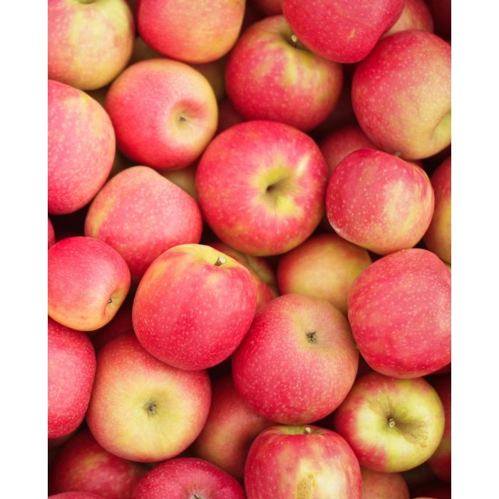 Cripps Pink Apple, Pink Lady Tree » Store » Tomorrow's Harvest by Burchell  Nursery