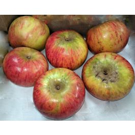 Pippin Apples Information and Facts