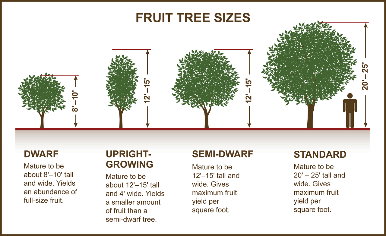 Dimensions Of A Tree In Plan